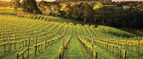 Adelaide Wine Regions Map