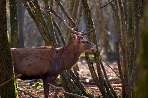 La Mue Des Cerfs Kr Philippe Rouzet Flickr