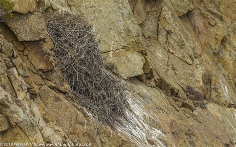 Eagle Verreaux's (Aquila verreauxii) nest - Cape West South Africa ...