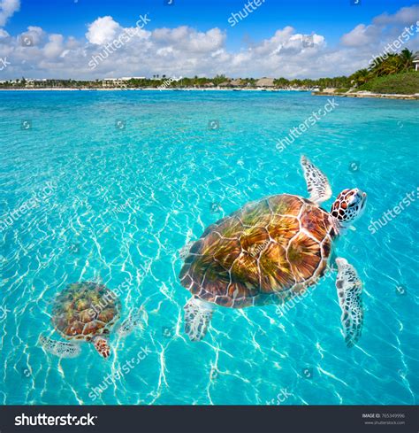 Akumal Beach Turtles Photomount Riviera Maya Stock Photo (Edit Now ...