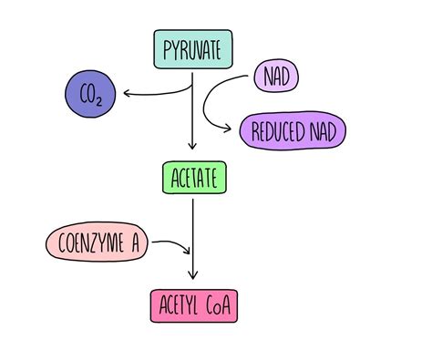 Respiration (A Level) — the science sauce