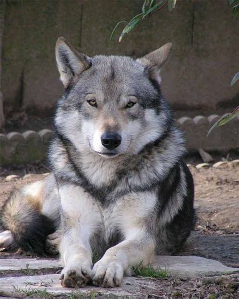 Saarloos Wolfdog Breed Info, History, Temperament, Training, Puppy ...