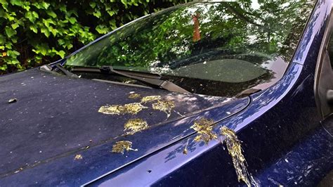 ¿cómo Limpiar El Excremento De Paloma Sin Dañar La Pintura Del Carro