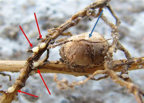 Soybean Cyst Nematode Cropwatch