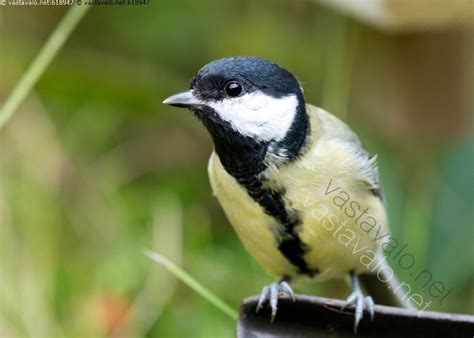 Kuva Talitiainen Talitiainen Parus major lintu yksi yksin kesä nokka