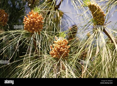 pine pollen  nature pine pollen  nature outdoor pine pollen