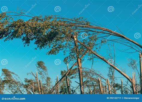 Environmental Damage Deciduous Forest Landscape Devastated After Severe Summer Supercell Storm