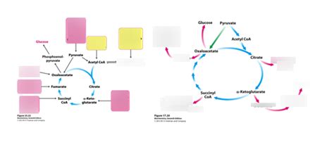 TCA Cycle Inputs And Outputs Diagram Quizlet