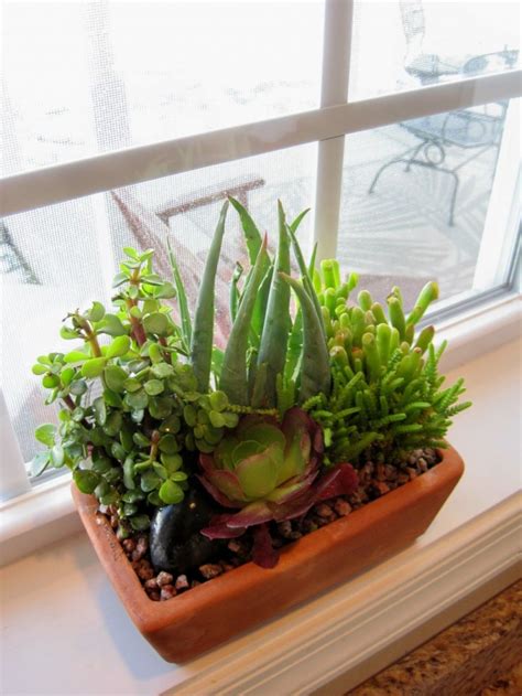 Improve Your Interior Design With Natural Green Touch of Aloe Vera