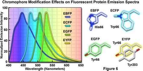 Zeiss Microscopy Online Campus Introduction To Fluorescent Proteins