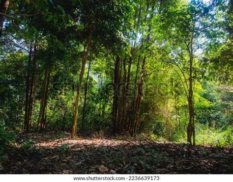 Jungle Forest Tropical Trees Adventure Background Stock Photo