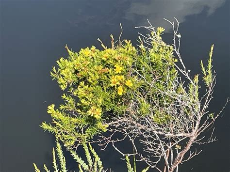 Peelbark St John S Wort From Jordan Scrub Scanctuary Trail Malabar