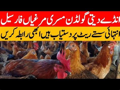 Golden Misri Murgi For Sale Golden Misri Chicks For Sale Youtube