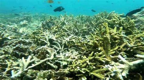 Tour boats blamed for widespread reef damage