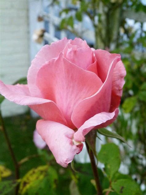 Pin On Favorite Flowers Flowers Rose Pink Rose