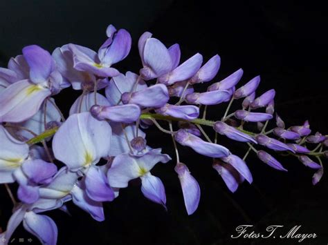 Flores Y Plantas Silvestres Wisteria Sinensis Glicinia Glicina