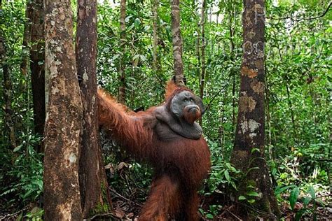 Bornean Orangutan Mature Male Doyok Standing Amongst The Trees In The