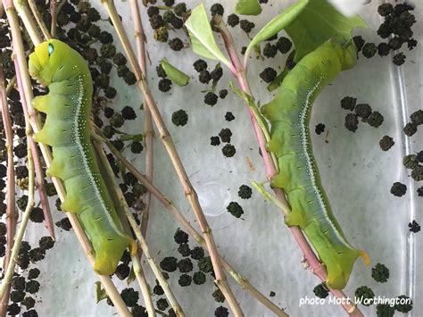 Caterpillar Oleander Hawk