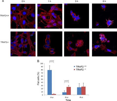 Altered Cytopathic Effect In Traf2−− Mefs Following Vacv Infection Download Scientific