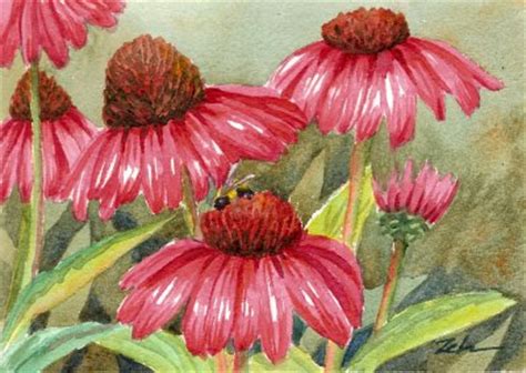 Zeh Original Art Blog Watercolor And Oil Paintings Echinacea Cone