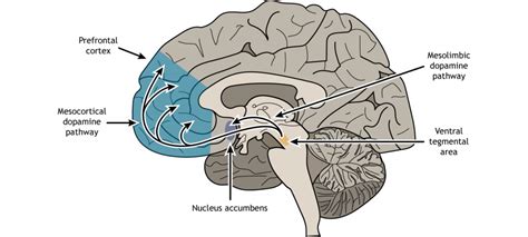 Motivation and Reward – Foundations of Neuroscience