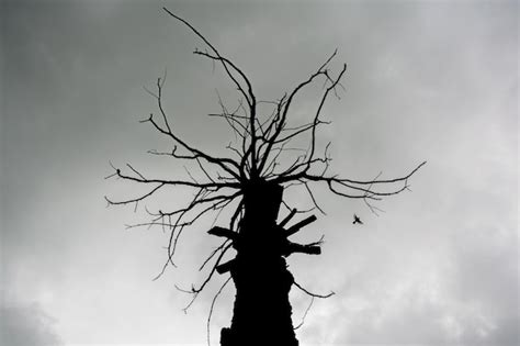 Premium Photo Low Angle View Of Bare Tree Against Sky