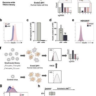 CALCOCO2 Knockdown Reduces Insulin Content In Primary Human