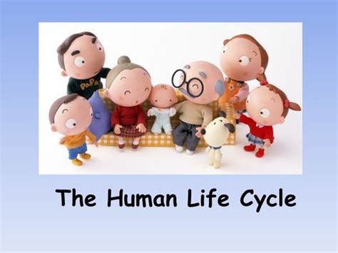 The Human Life Cycle Powerpoint Human Life Cycle Life Cycles