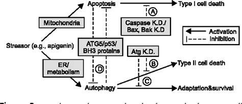 Figure 2 From Role Of Apigenin In Cancer Prevention Via The Induction