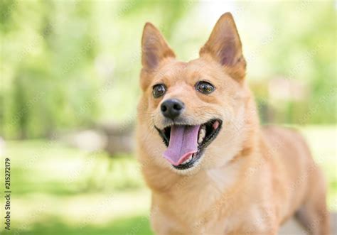 Finnish Spitz Mixed Breeds