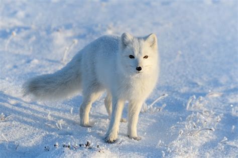 Raposa Do Rtico Vulpes Lagopus Na Tundra Wilde Raposa Do Rtico Em