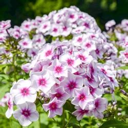 Floks Phlox Płomyk wiechowaty Sherbet Blend 1 kłącze w Sklep