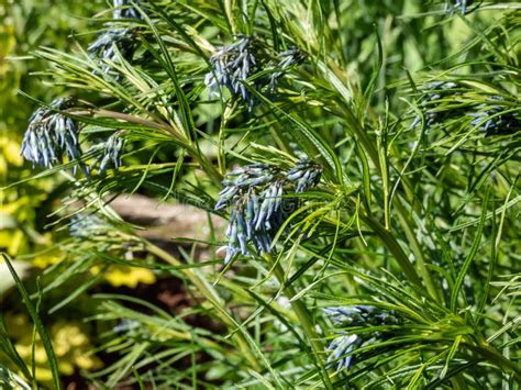 Narrowleaf Bluestar Amsonia Hubrichtii Flowering With Clusters Of