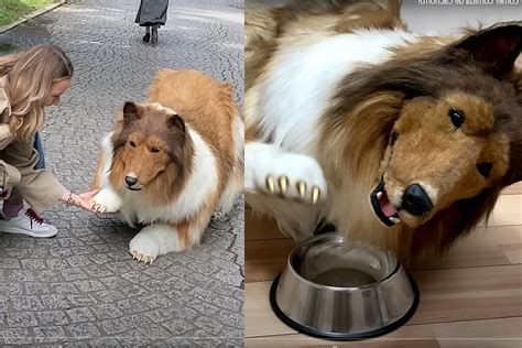 Homem Que Virou Cachorro Explica Por Que Ainda N O Mostrou Seu Rosto