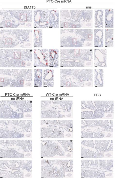 Engineered TRNAs Suppress Nonsense Mutations In Cells And In Vivo