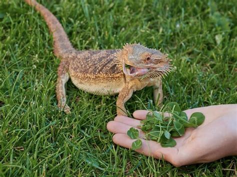 Bearded Dragon Diet: What Fruits Can a Bearded Dragon Eat? - Reptile ...