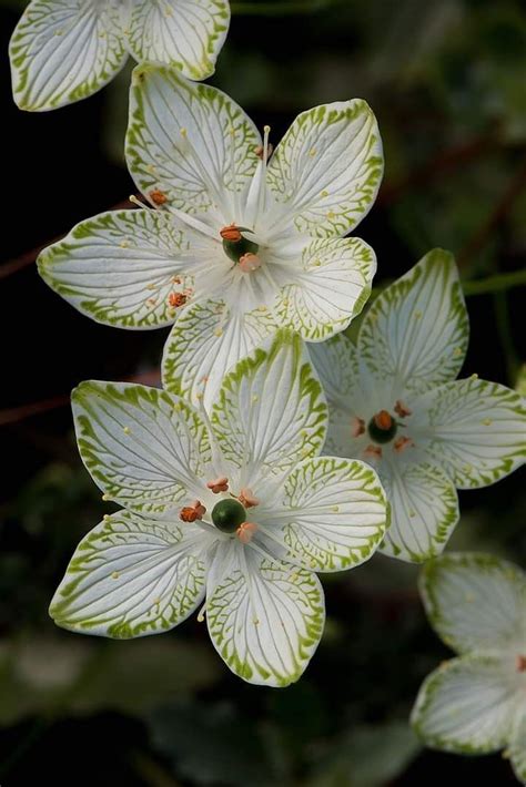 Top 35 Most Beautiful White Flowers With Pictures Artofit