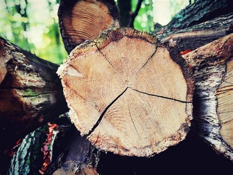 Close Up D Un Tronc D Arbre Mort Dans La For T Photo Premium