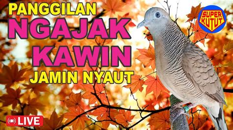 Suara Burung Perkutut Betina Memanggil Jantan Suara Memancing Bunyi