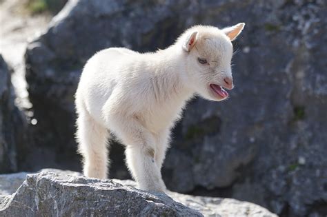 391 Cute And Funny Pet Goat Names To Graze Through Animal Hype