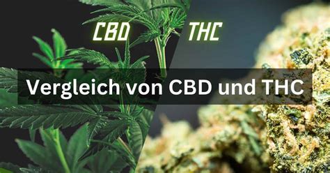 Vergleich von CBD vs THC Wichtige Unterschiede erklärt