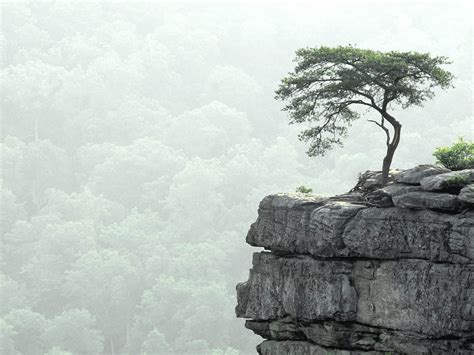 🔥 [50+] Lonely Tree Wallpapers | WallpaperSafari