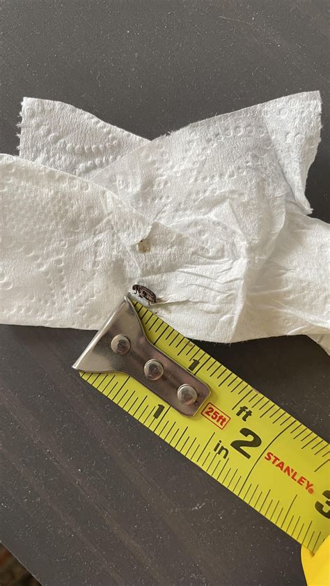 [New York] Found in apartment, is this a carpet beetle? : r