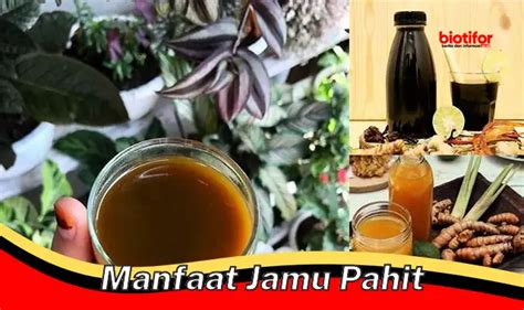 Temukan 5 Manfaat Jamu Pahit Yang Jarang Diketahui Biotifor