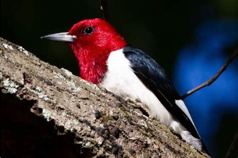 Juvenile Red-headed Woodpecker: Identification & Facts