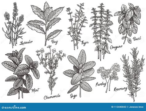 Group Of Herbs And Spices Illustration Drawing Engraving Ink Line