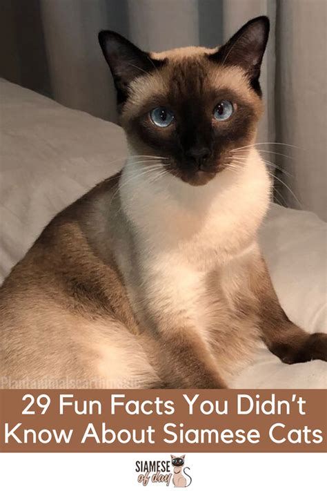 Fun Facts You Didnt Know About Siamese Cats Siamese Cats Facts