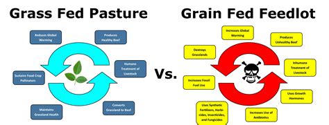 Surprising And A Little Shocking Data And Research Conclusions About The Benefits Of Grass Fed