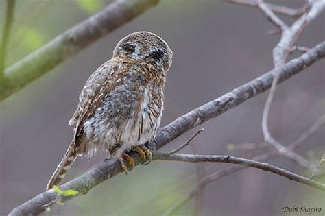 Baja Pygmy-Owl or Cape Pygmy-Owl