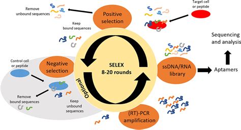 Combining Independent Protein And Cellular SELEX With Bioinformatic